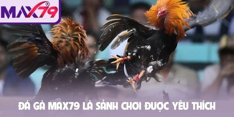 Đá gà Max79 là sảnh chơi được yêu thích